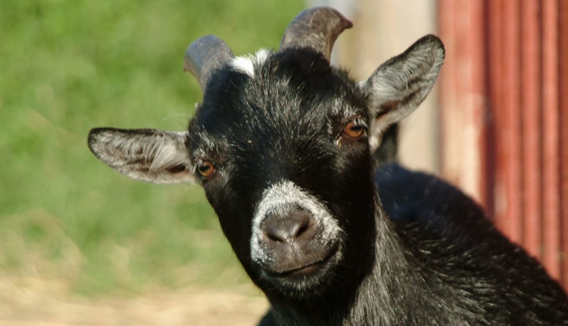 simon the goat – Forbes Library