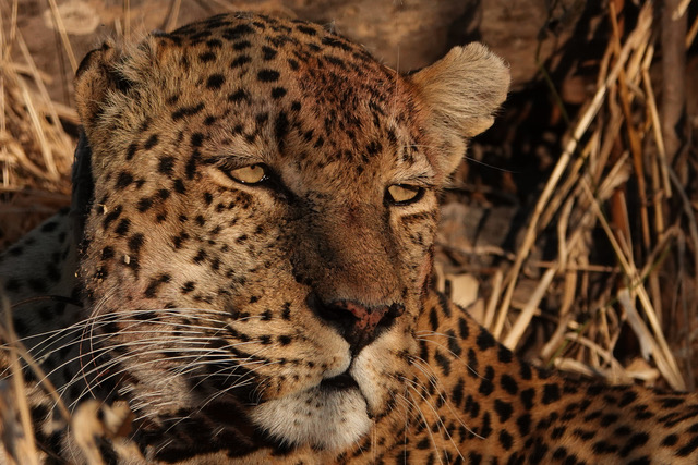 Up Close and Personal - Photograph, Leopard, Botswana, by Vera Yanez