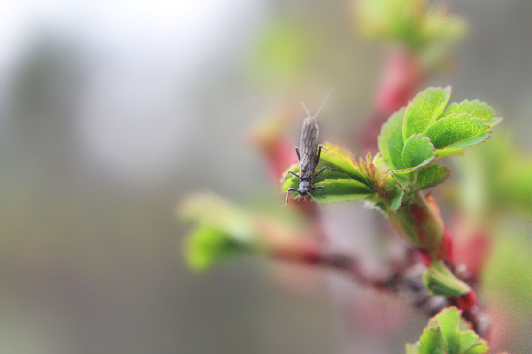 Small Bug on Leaf Buds, photograph by Emma D Fallon
