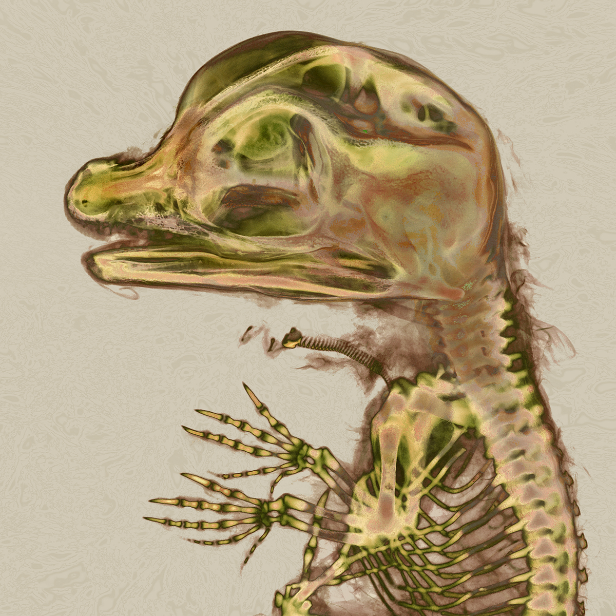 Alligator (archival inkjet print) by Stephen Petegorsky