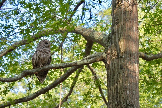 Barred Owl, Old Lyme CT Digital Photo by Alex Sprague