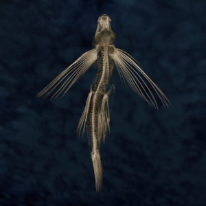 Flying Fish (archival inkjet print) by Stephen Petegorsky