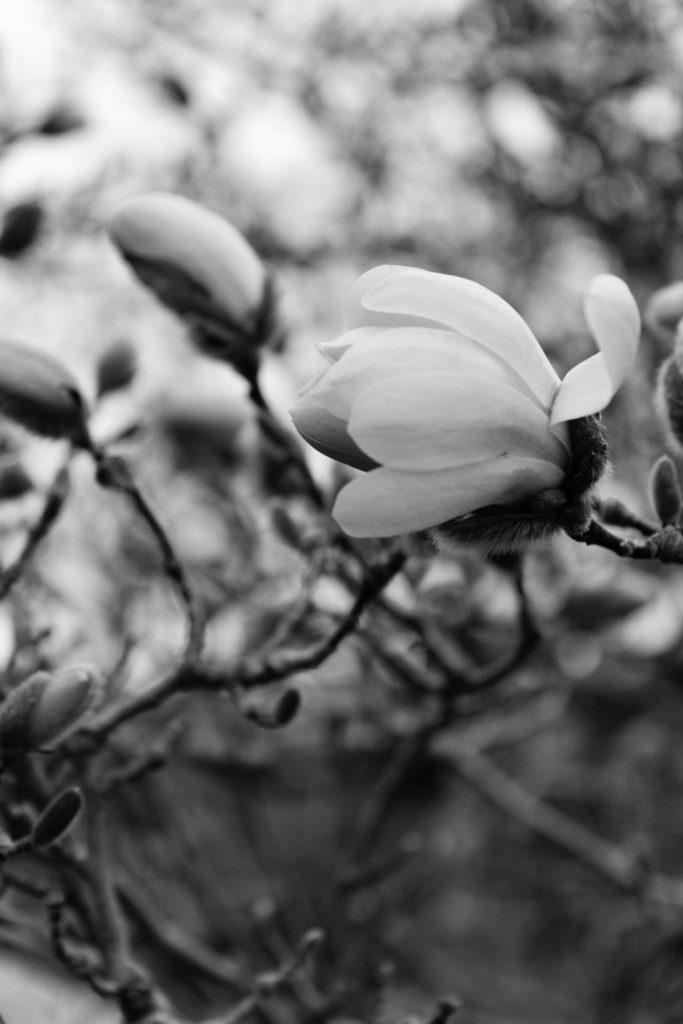 Magnolia flower, Smith College, Northampton, MA, b&w photo by Jesse Merrick