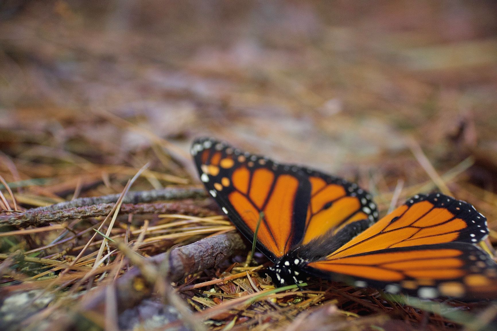 Monarch Butterfly, photograph by Emma D Fallon