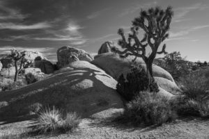 Joshua Tree, photo by Jim Gillen