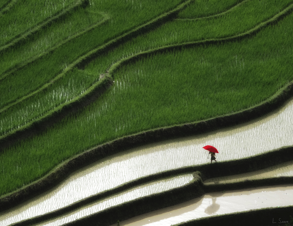 Rice Fields in Vietnam, Digital Photograph by Len Seeve