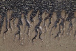 Sand Creatures - banks of the Connecticut River in Hadley, photo by Sally Greenebaum