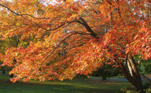 Sun Behind Autumn Tree Photo on Canvas by Morgan Brown