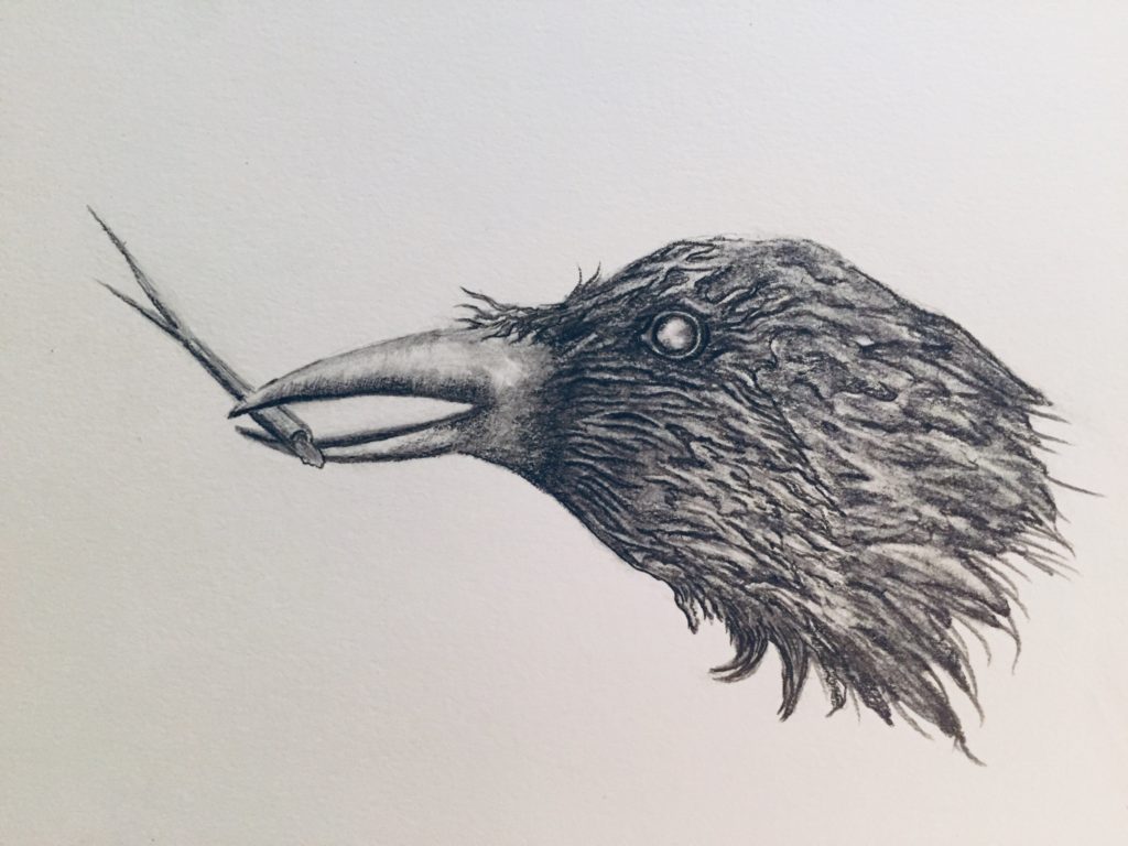 Crow with stick, pencil, by Loretta Kane
