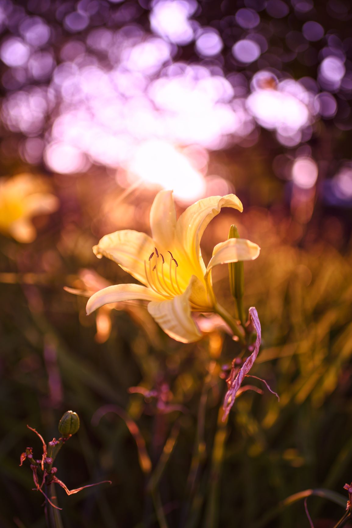 Spring Time Bloom, photo by Thu Tran