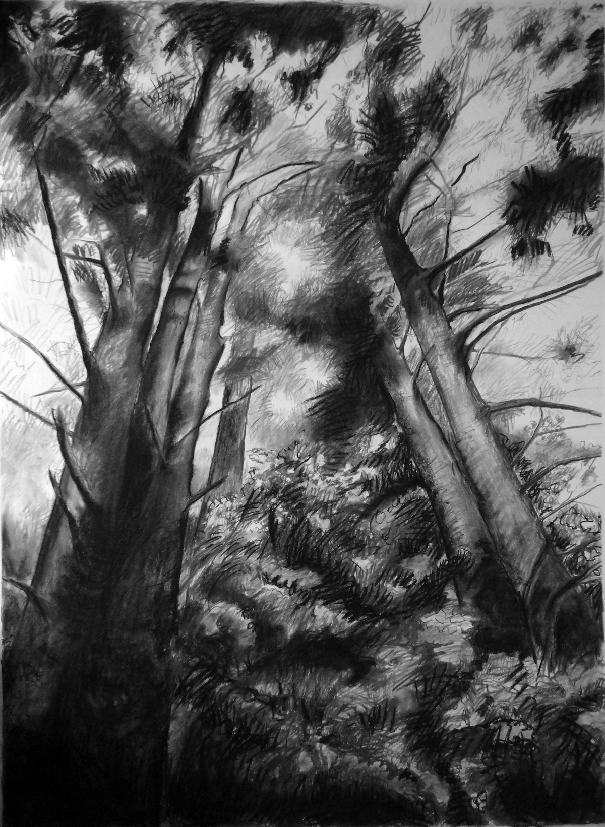 For Pam, charcoal drawing by Linda Knaack