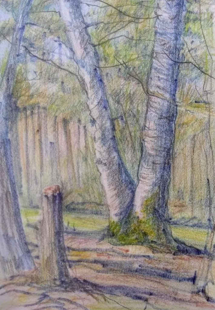 Tree Study #13, Colored Pencil and Water Color Markers by Susan Dion