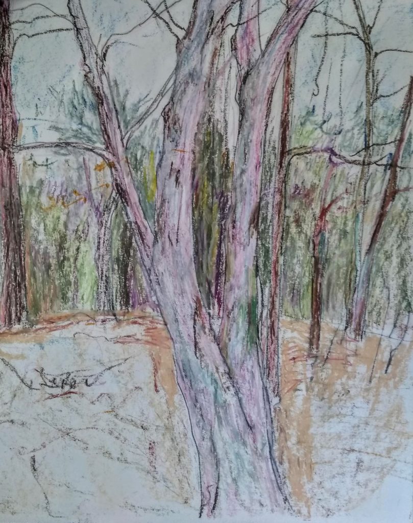 Tree Study #4, Oil Pastels by Susan Dion