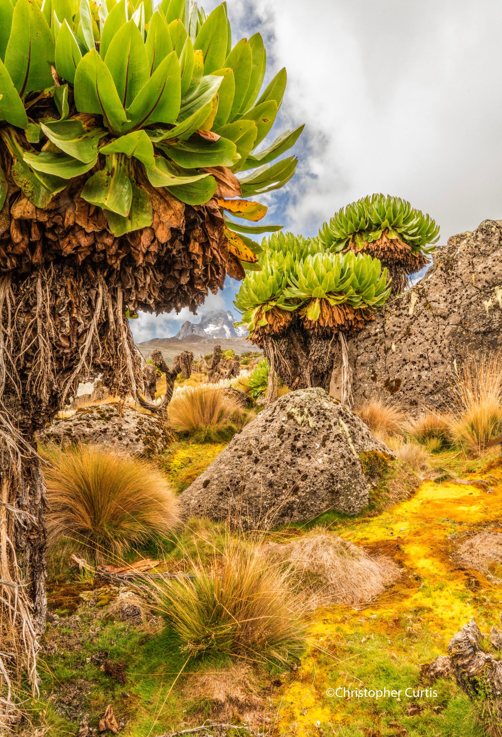 Mount Kenya with Giant Groundsels, Kenya, photography by Christopher Curtis