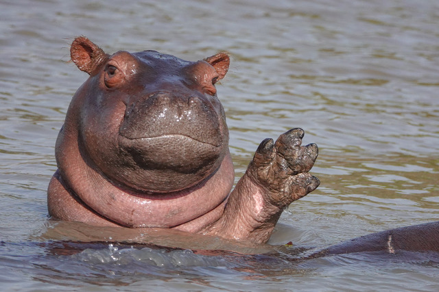 Live Long and Prosper (hippo, Lufupa River, Zambia