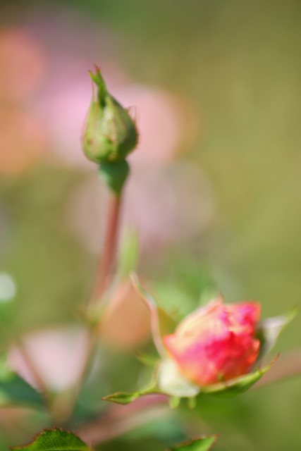 A color photography of a bright pink rose blossom on the verge of opening, with a stem crowned by a still-closed bud extended above. 