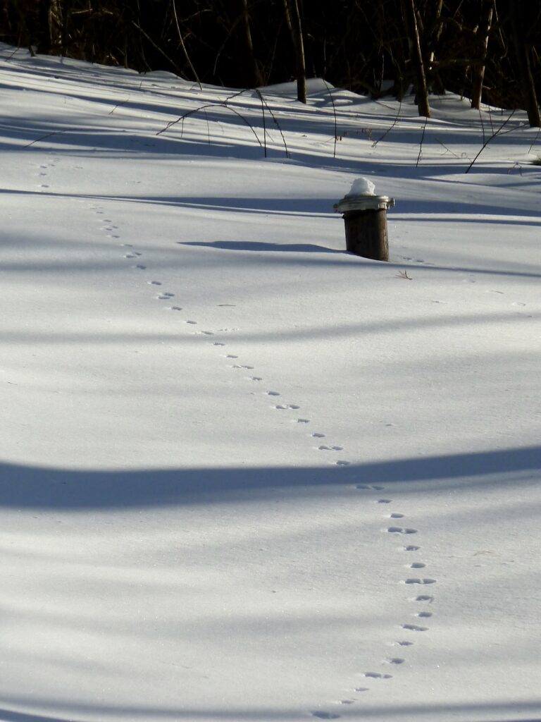 A meandering trail of tiny footprints crosses a snowy landscape. 