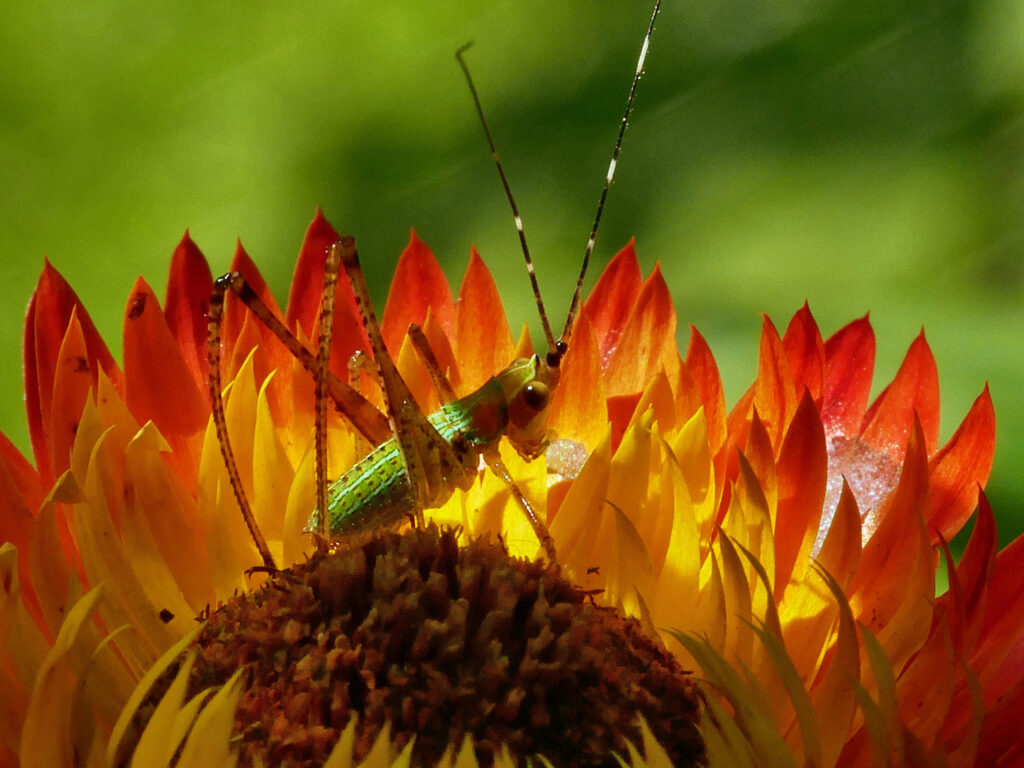 A large green grasshopper sits atop the center of a sunflower. 