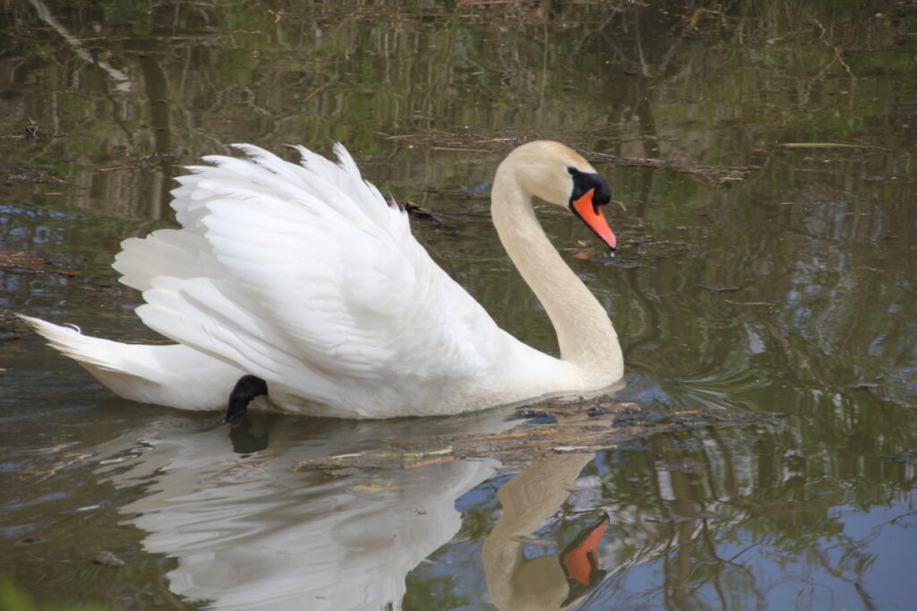 A swan, with ruffled feathers on display, glides across the water, reflected on its surface. 